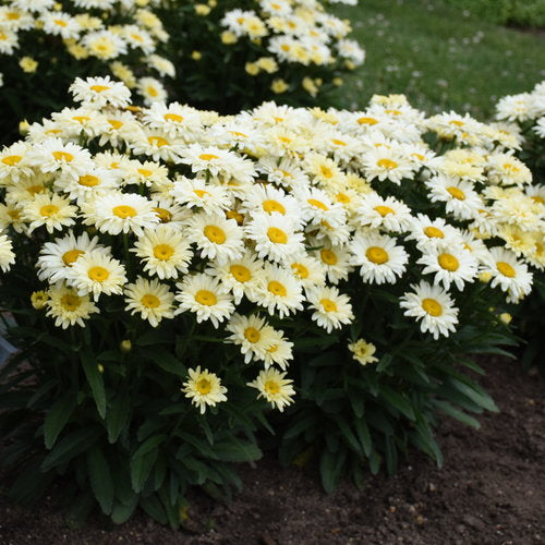 'Banana Cream II' Shasta Daisy - Leucanthemum superbum 'Banana Cream II' | Limited Release