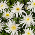 Shasta Daisy 'Carpet Angel®'
