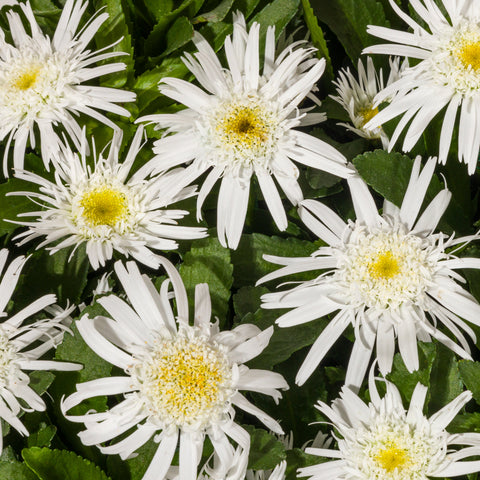 Shasta Daisy 'Carpet Angel®'
