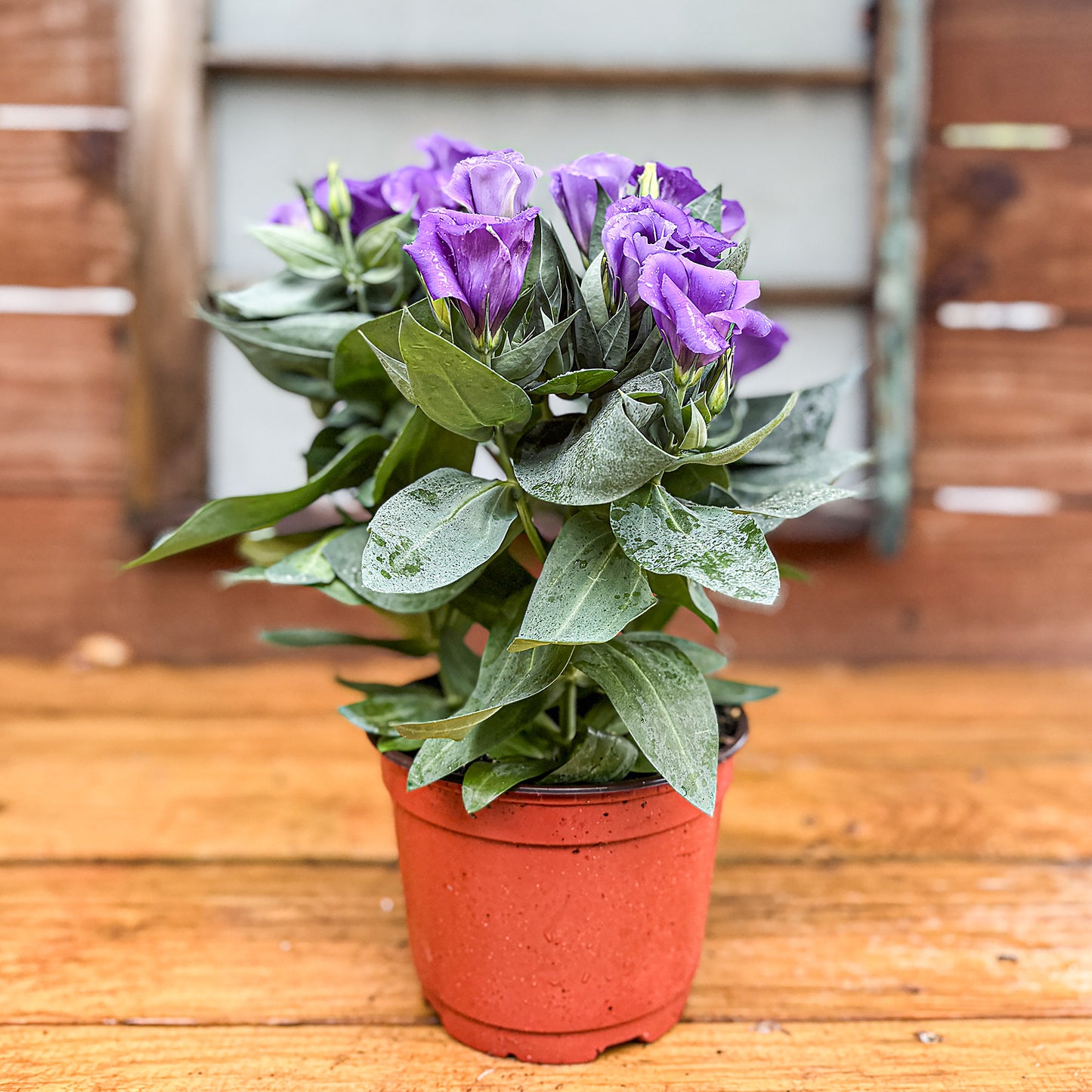 Purple Lisianthus ~ Trio of 3 Hefty Plants | Online Order for In-store Pickup