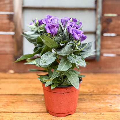 Purple Lisianthus ~ Trio of 3 Hefty Plants | Online Order for In-store Pickup
