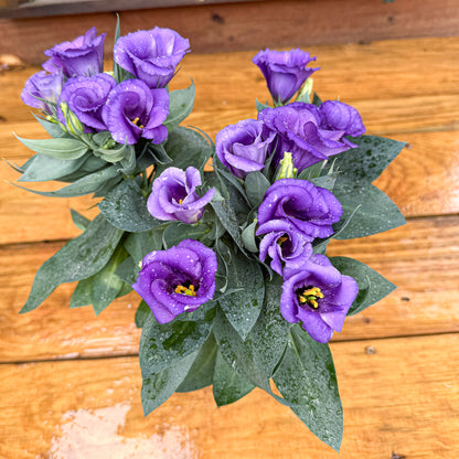 Purple Lisianthus ~ Trio of 3 Hefty Plants | Online Order for In-store Pickup