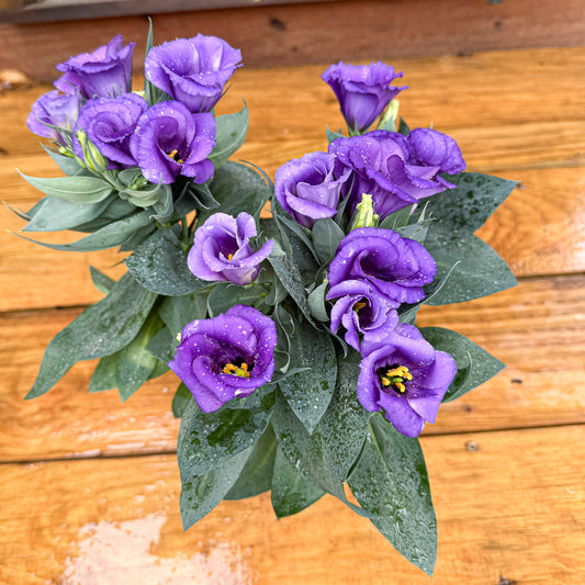 Purple Lisianthus ~ Trio of 3 Hefty Plants | Online Order for In-store Pickup