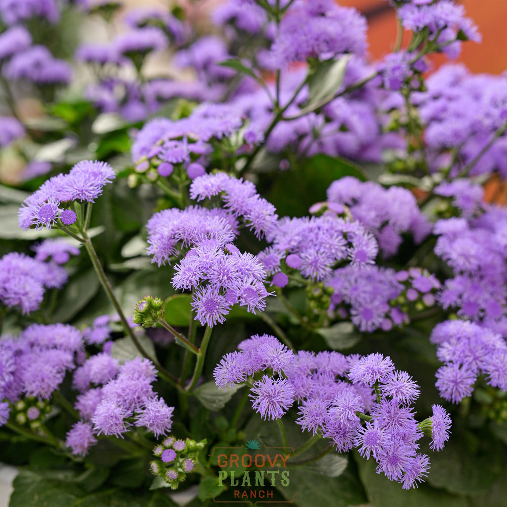 'Monarch Magic' Ageratum ~ Trio of 3 Hefty Plants for Preorder