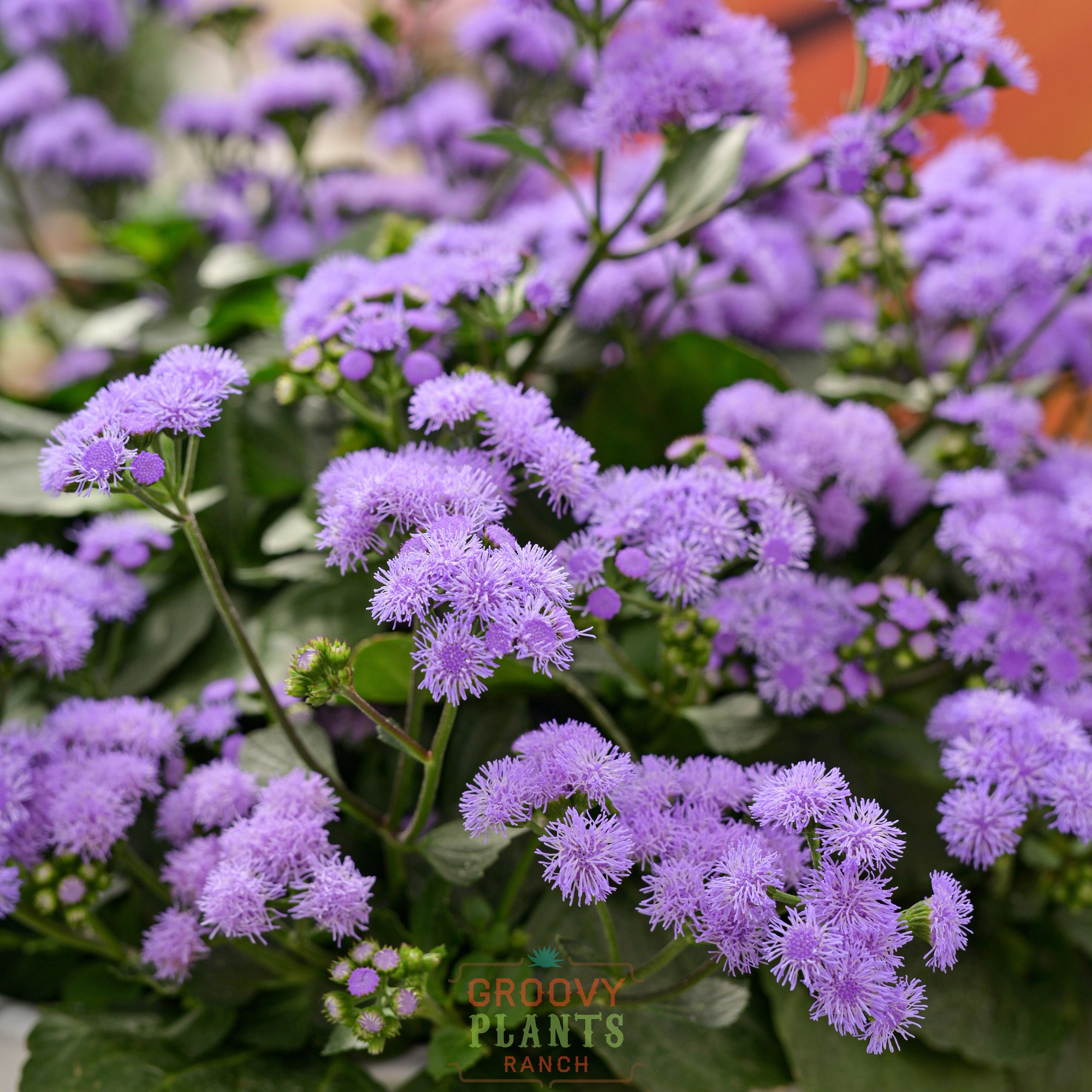 'Monarch Magic' Ageratum ~ Trio of 3 Hefty Plants for Preorder