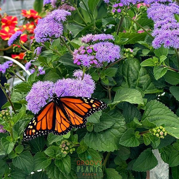 'Monarch Magic' Ageratum ~ Trio of 3 Hefty Plants for Preorder