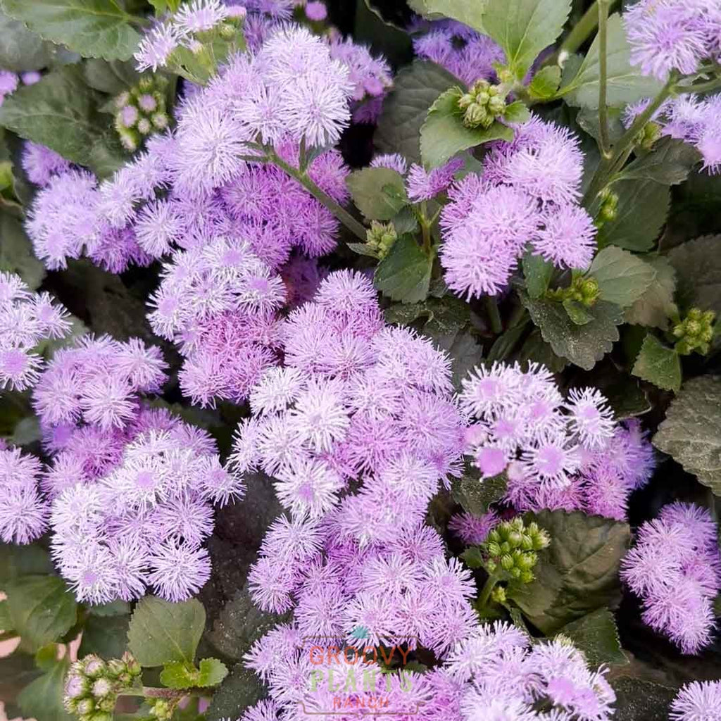 'Monarch Magic' Ageratum ~ Trio of 3 Hefty Plants for Preorder