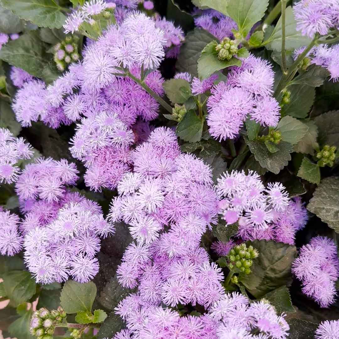 'Monarch Magic' Ageratum ~ Trio of 3 Hefty Plants