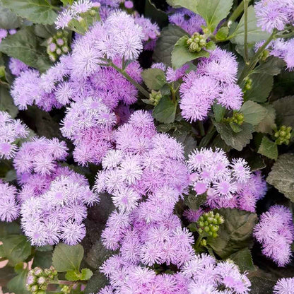'Monarch Magic' Ageratum ~ Trio of 3 Hefty Plants