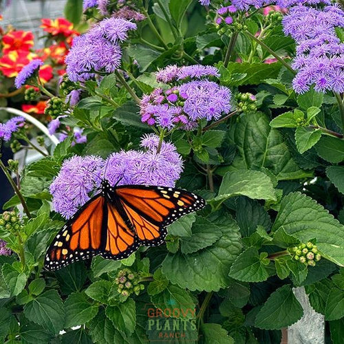 'Monarch Magic' Ageratum Hanging Basket