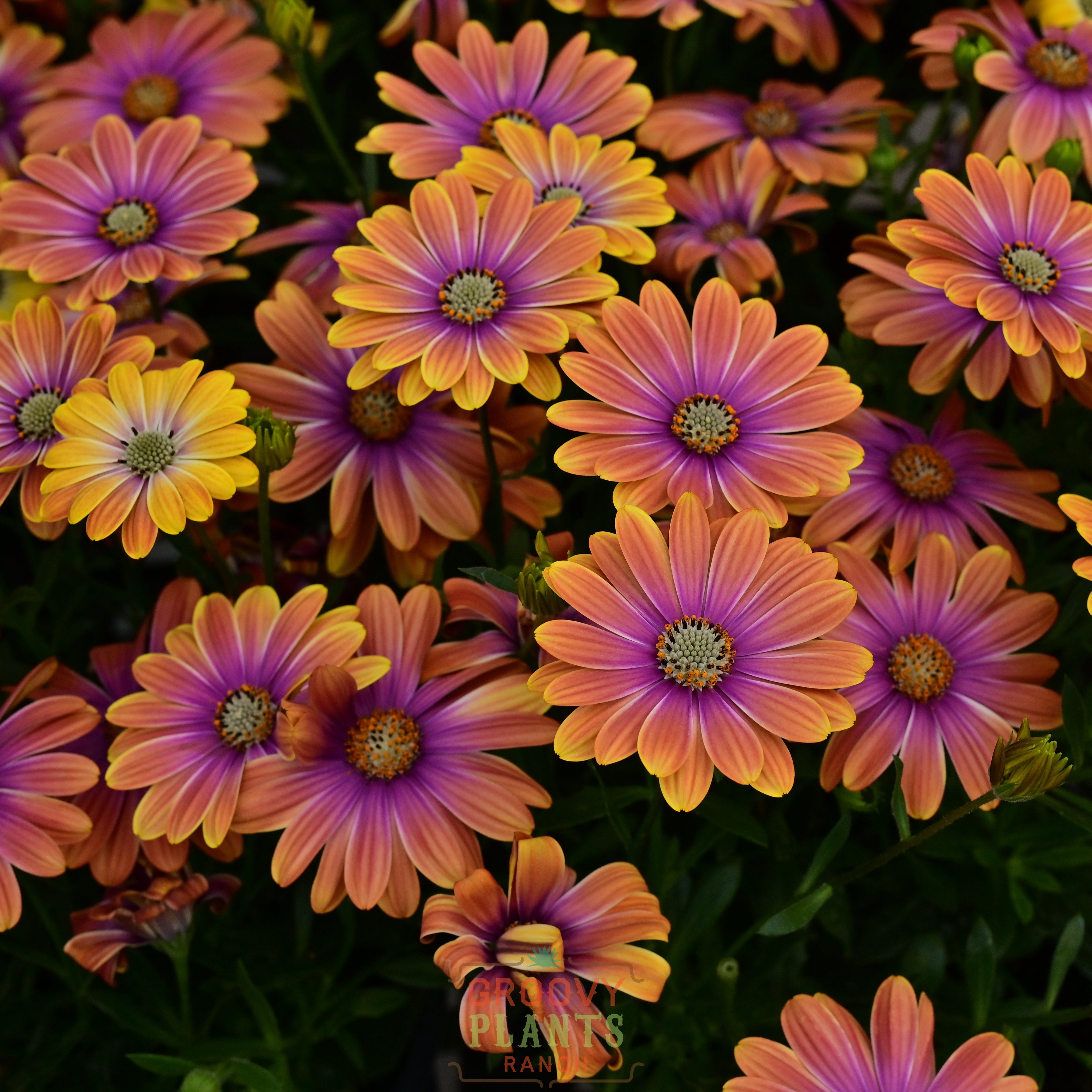 Dynamo Purple Sun Burst | Buy Annuals Online – The Groovy Plants
