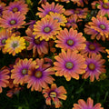 'Dynamo Purple Sunburst' African Daisies  ~ Trio of 3 Hefty Plants for Preorder