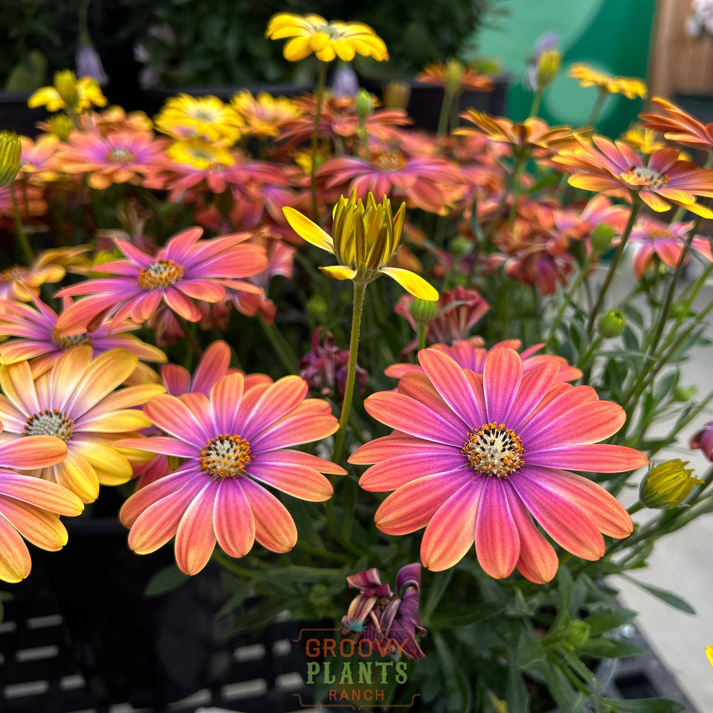 'Dynamo Purple Sunburst' African Daisies  ~ Trio of 3 Hefty Plants for Preorder