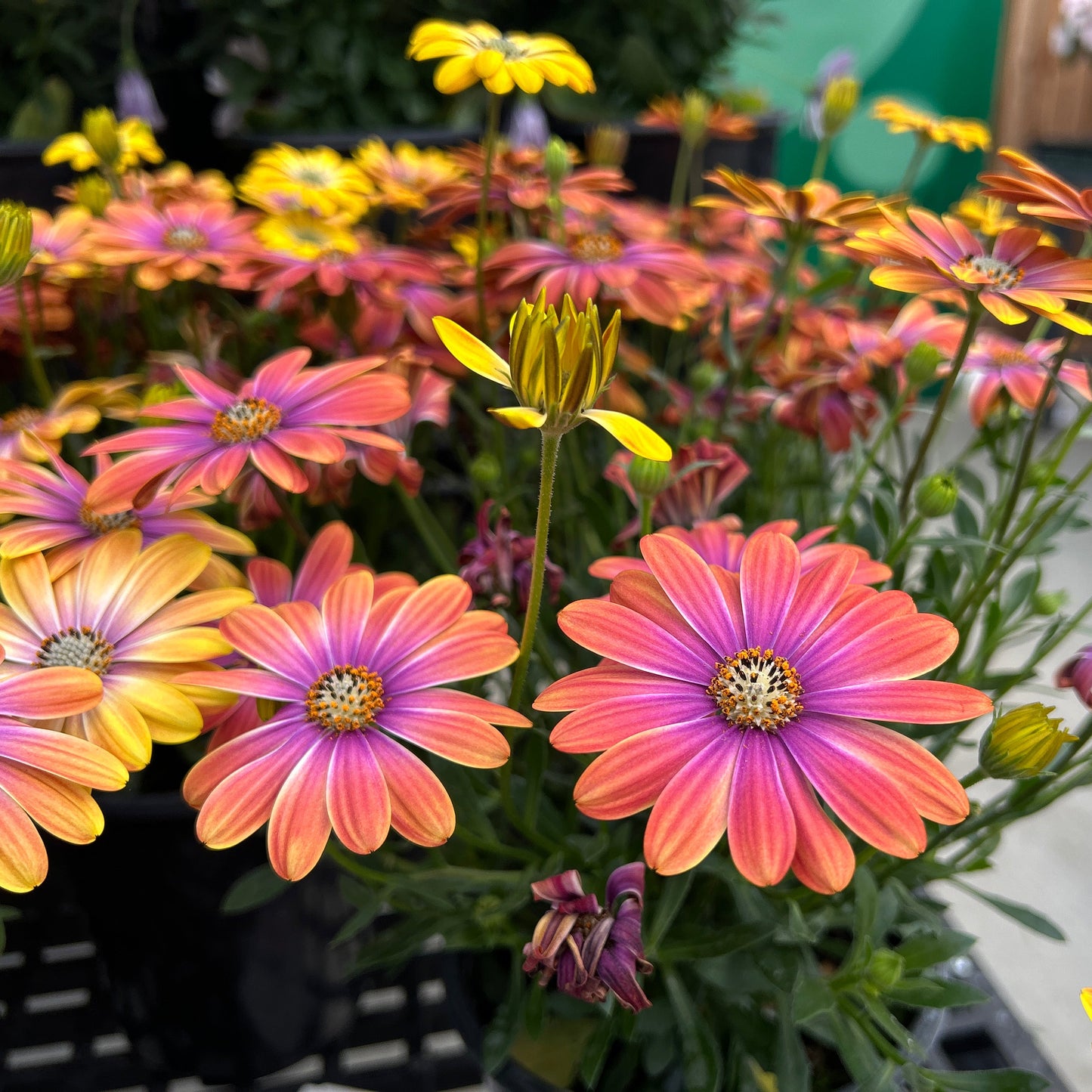 'Dynamo Purple Sunburst' African Daisies  ~ Trio of 3 Hefty Plants for Preorder