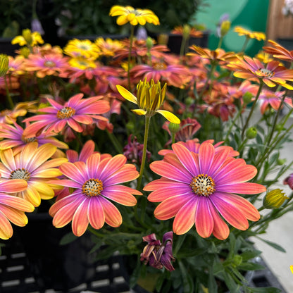 'Dynamo Purple Sunburst' African Daisies  ~ Trio of 3 Hefty Plants for Preorder