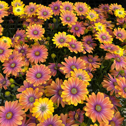 'Dynamo Purple Sunburst' African Daisies  ~ Trio of 3 Hefty Plants for Preorder