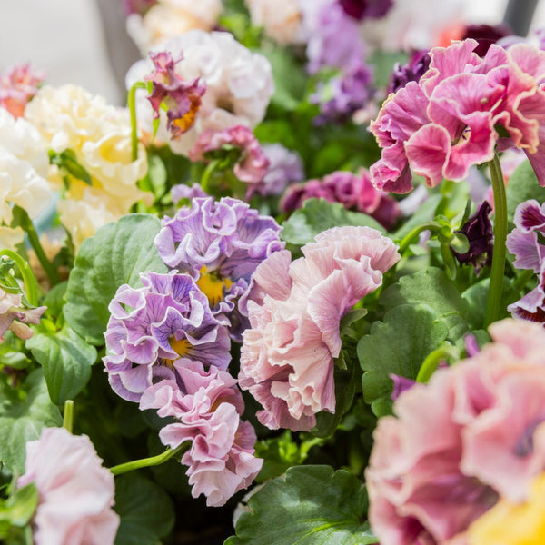 Japanese Pansies - Elegance Antoinette Mix