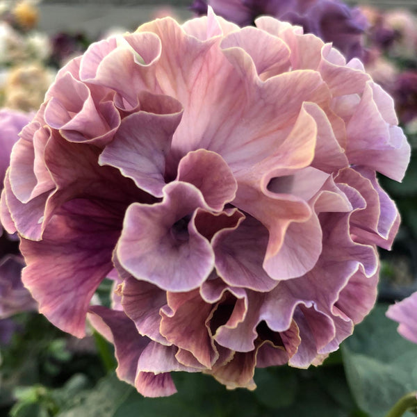 Japanese Pansies - Elegance Antoinette Mix