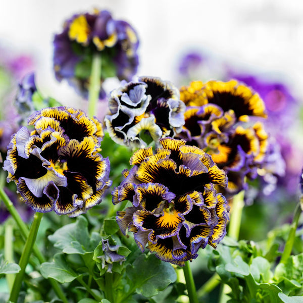 Elegance Pansies - Twilight Mix
