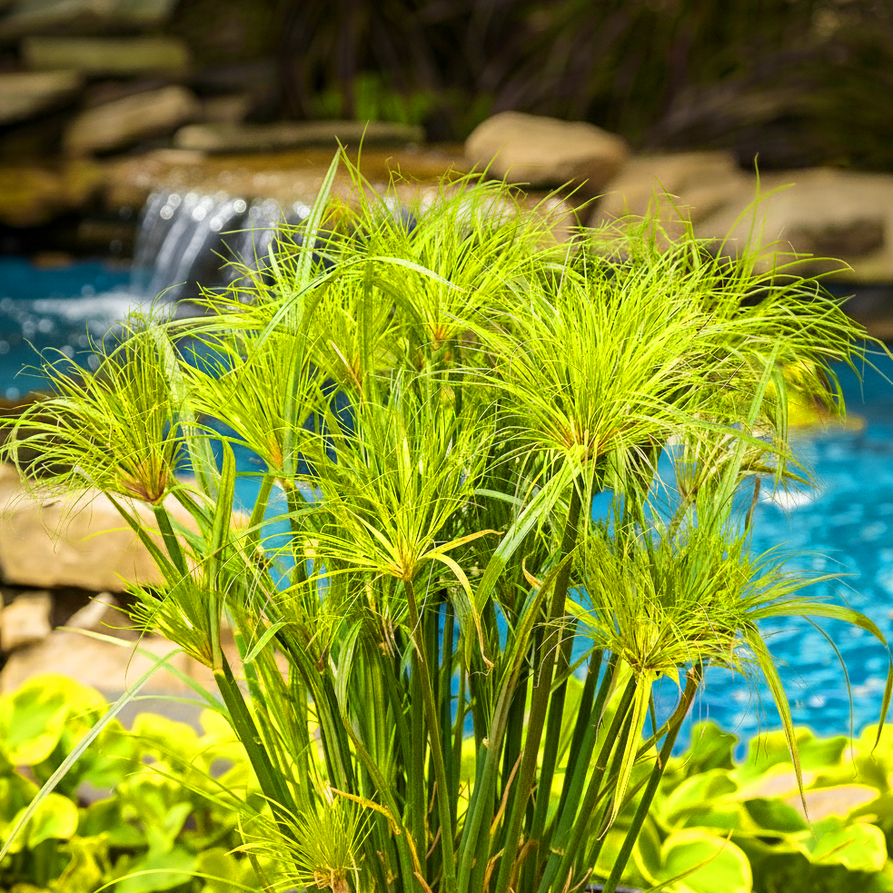 'King Tut' Papyrus ~ Trio of 3 Hefty Plants for Preorder