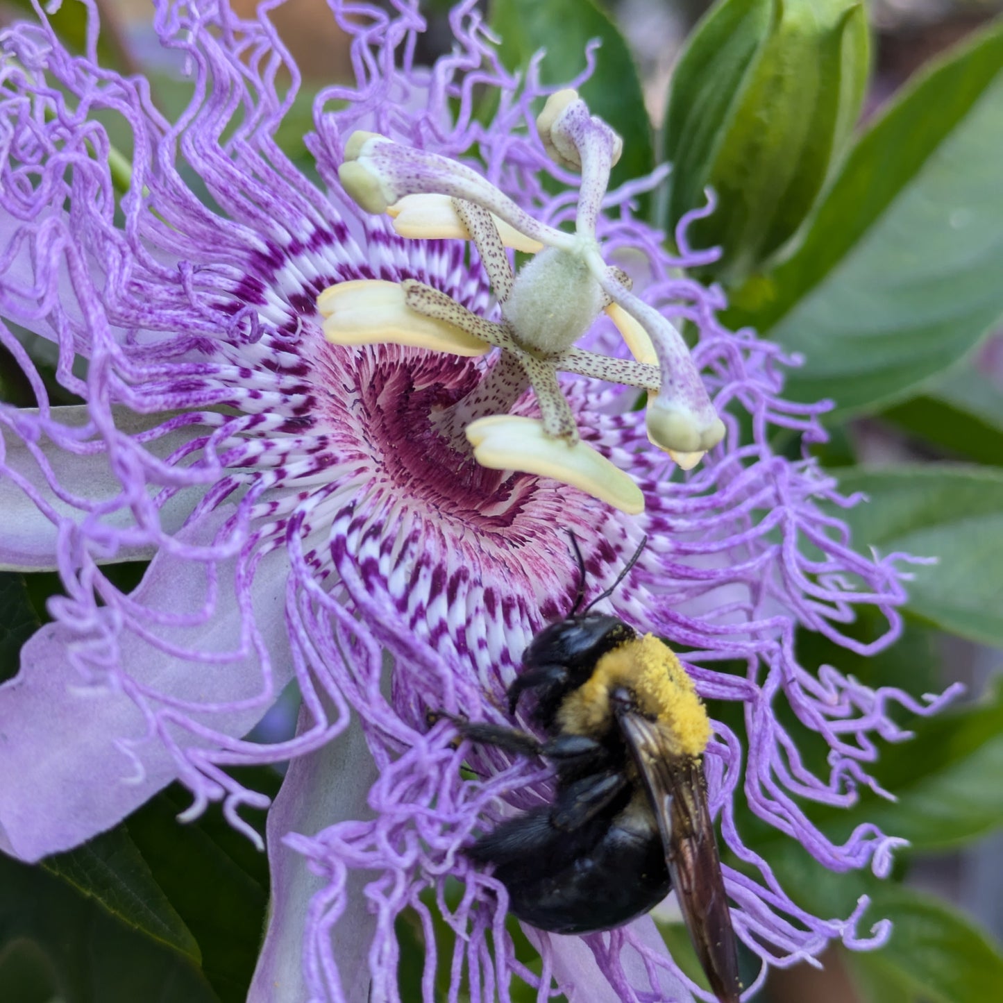 Passion Flower | Passiflora 'Incense'
