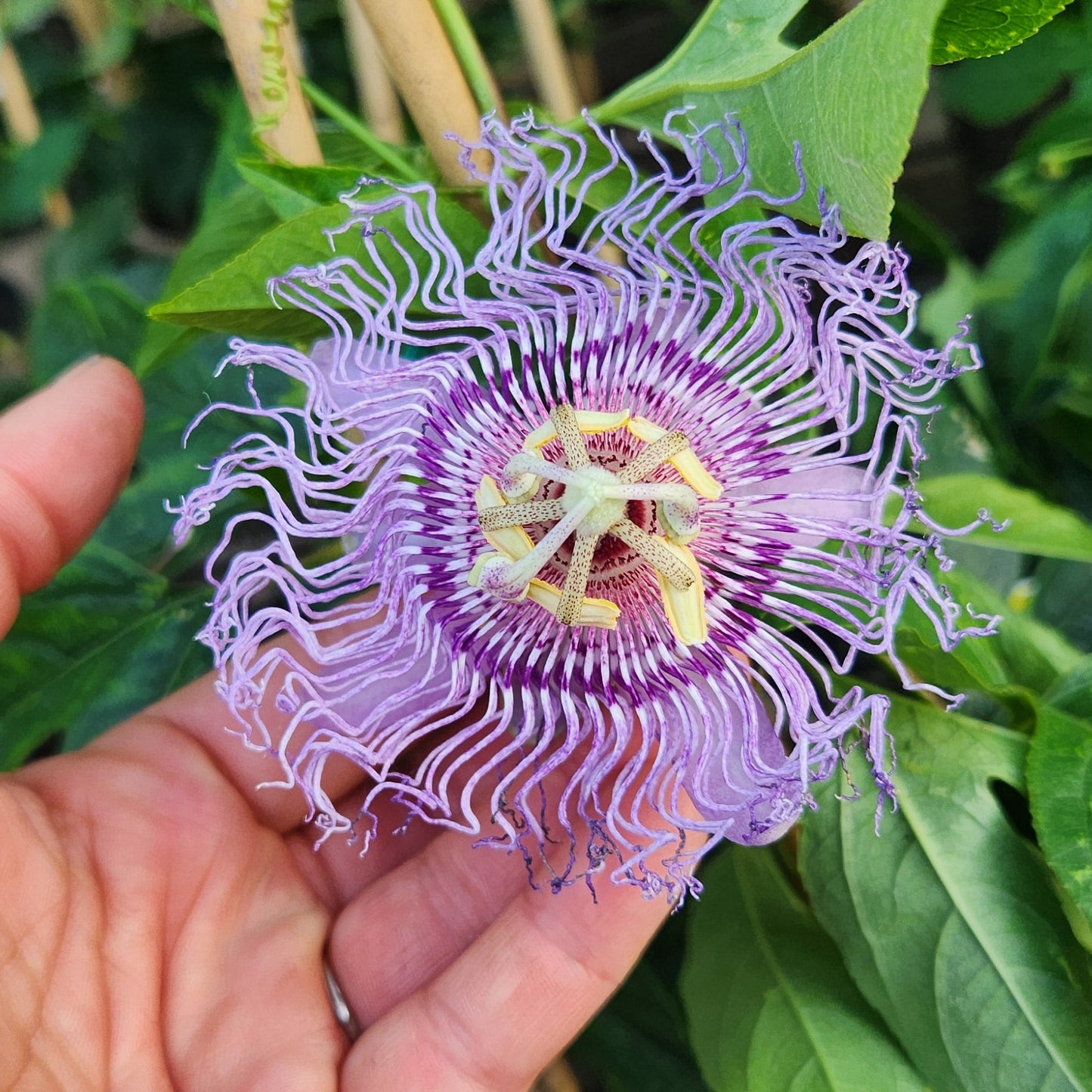 Passion Flower | Passiflora 'Incense'