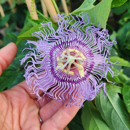 Passion Flower | Passiflora 'Incense'