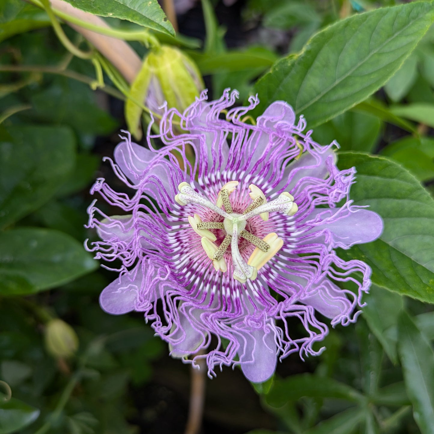 Passion Flower | Passiflora 'Incense'