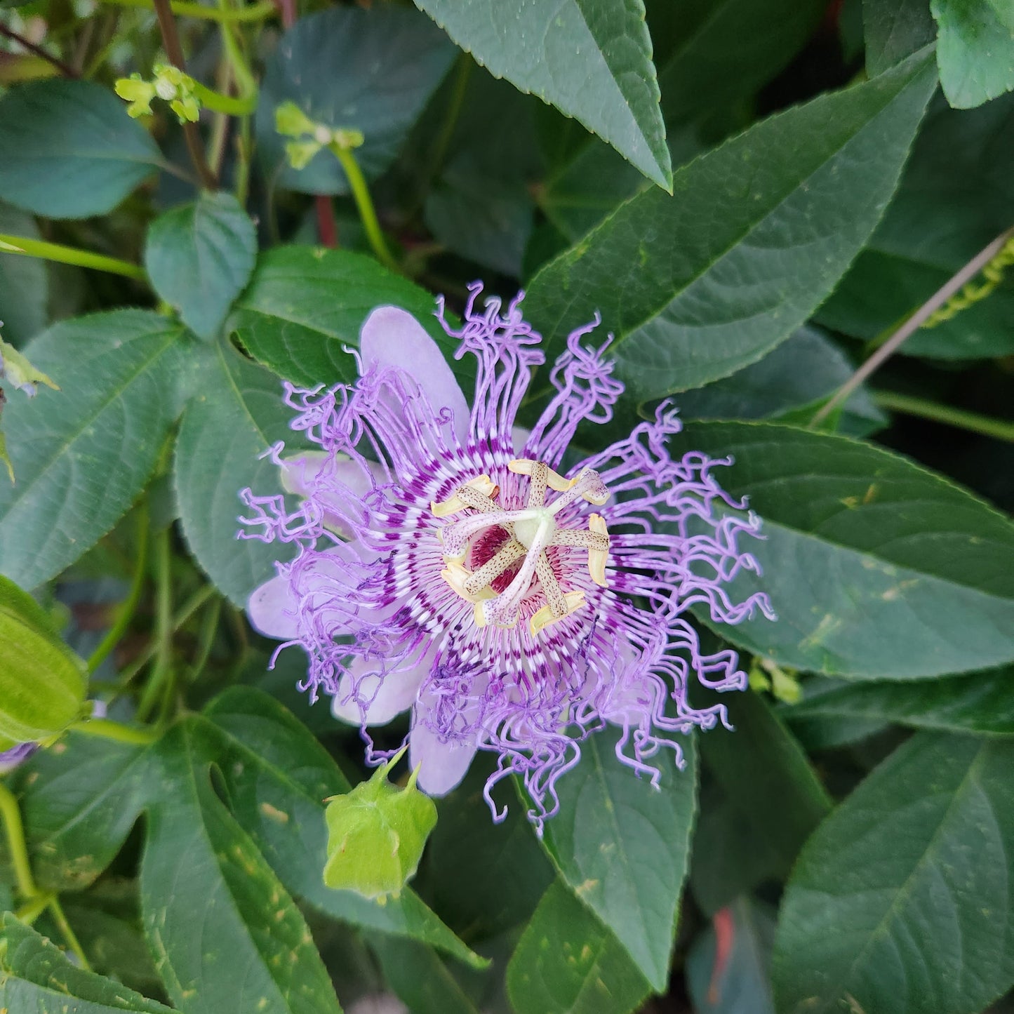 Passion Flower | Passiflora 'Incense'
