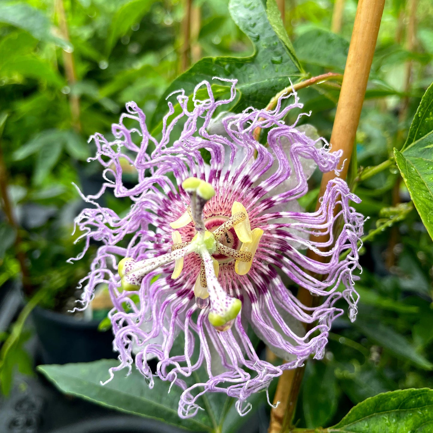 Passion Flower | Passiflora 'Incense'