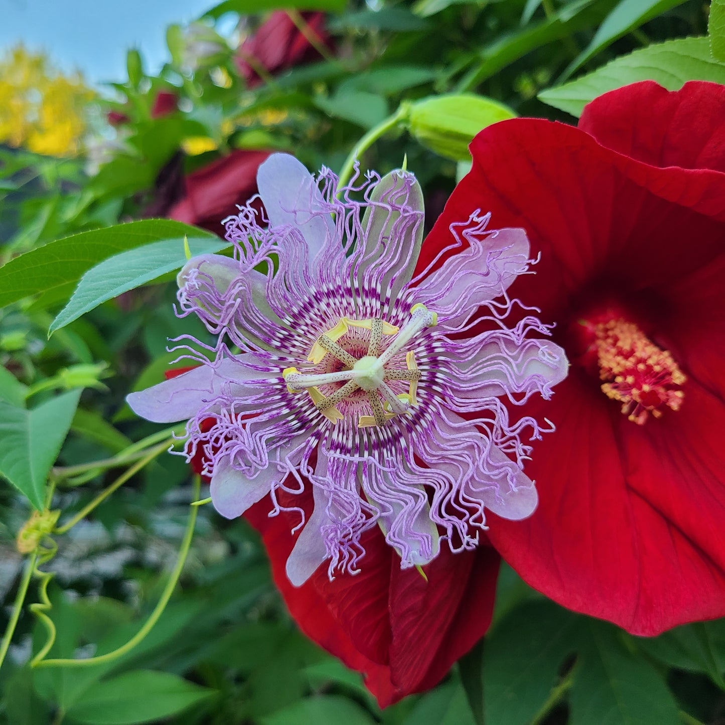 Passion Flower | Passiflora 'Incense'