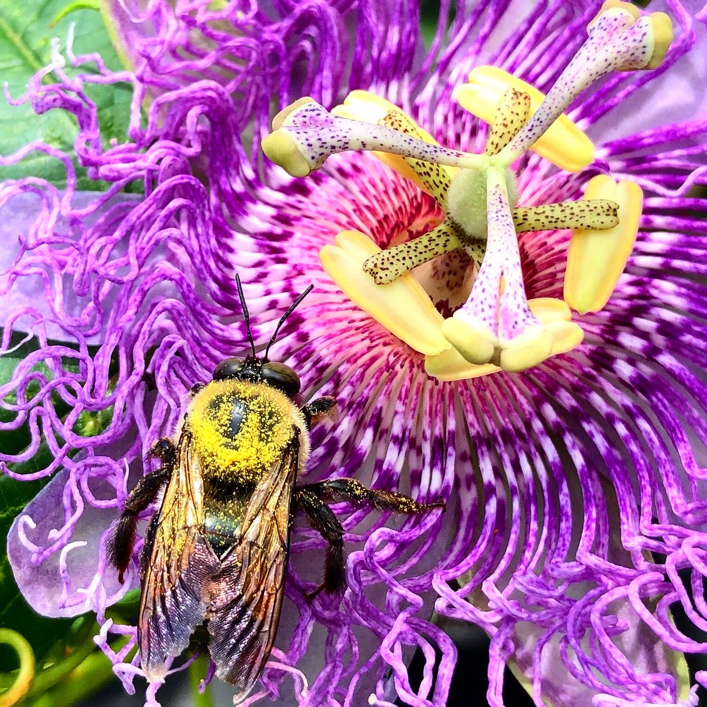 Passion Flower | Passiflora 'Incense'