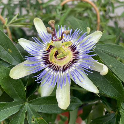 Passion Flower | 'Becky's Blue & White'
