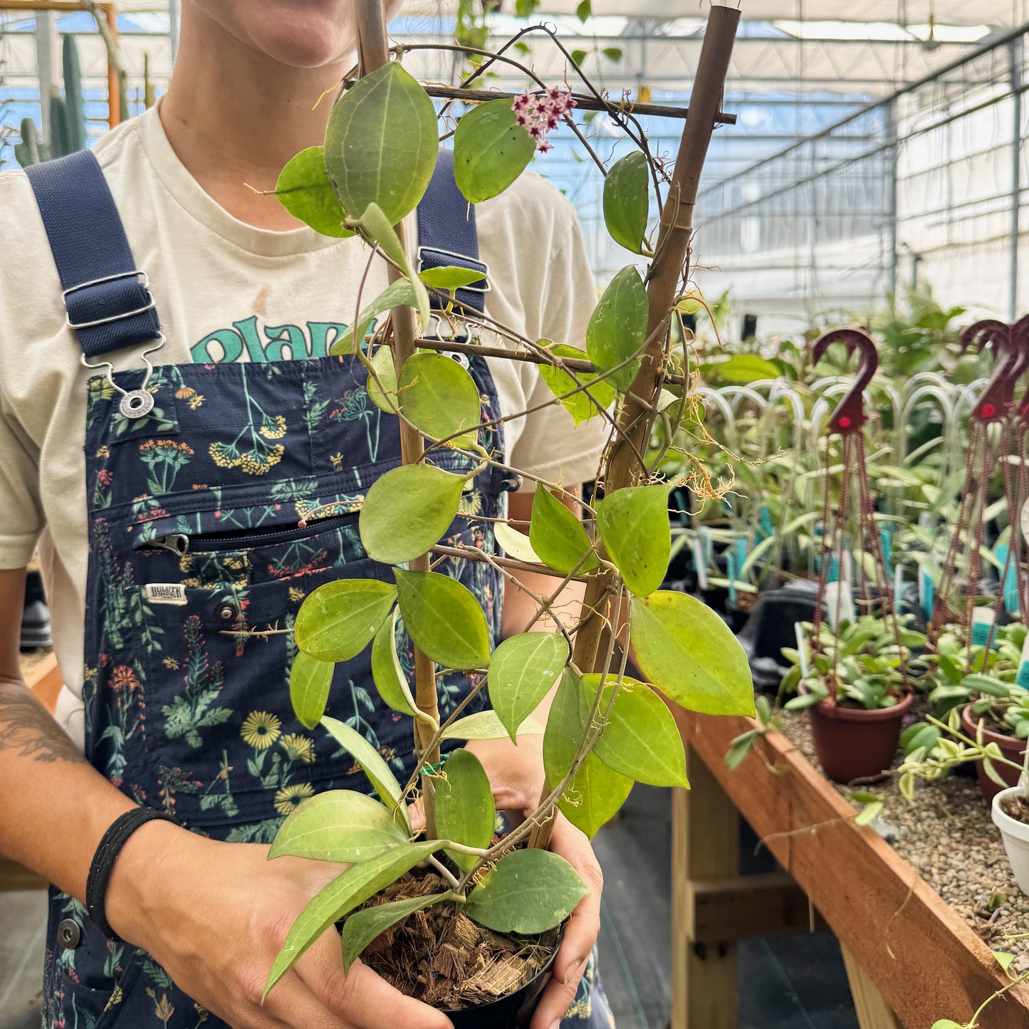 Hoya paulshirleyi | Limited Release