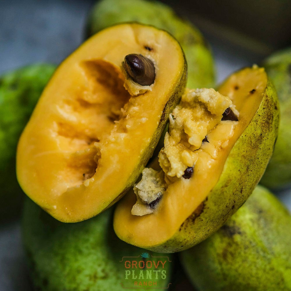 Pawpaw Tree