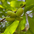 Pawpaw Tree