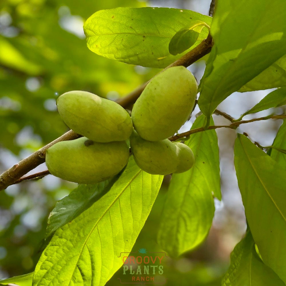 Pawpaw Tree
