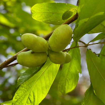 PawPaw Forest - Group of 10 - Asimina triloba | Limited Release for Pickup Now