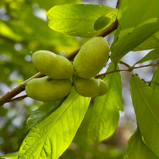 PawPaw Forest - Group of 10 - Asimina triloba | Limited Release for Pickup Now