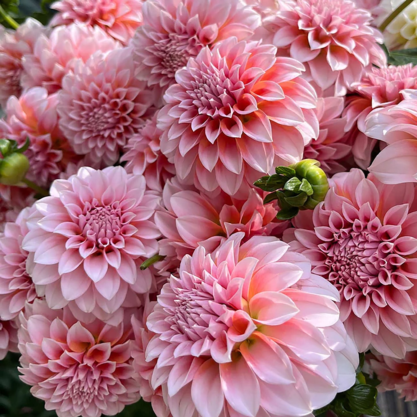 'Peaches-N-Cream' Dahlia ~ 3 Tubers