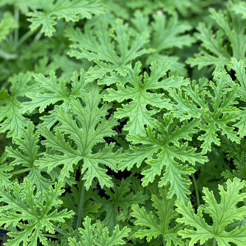 Citronella ~ Trio of 3 Hefty Plants