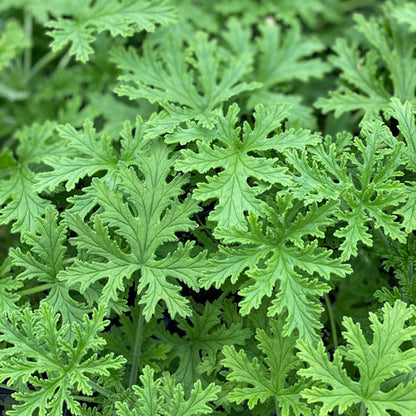 Citronella ~ Trio of 3 Hefty Plants
