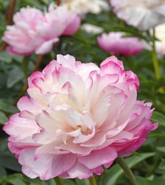 Preorder Peony 'Joker' | MARCH PICKUP ONLY!