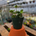 Peperomia Hope