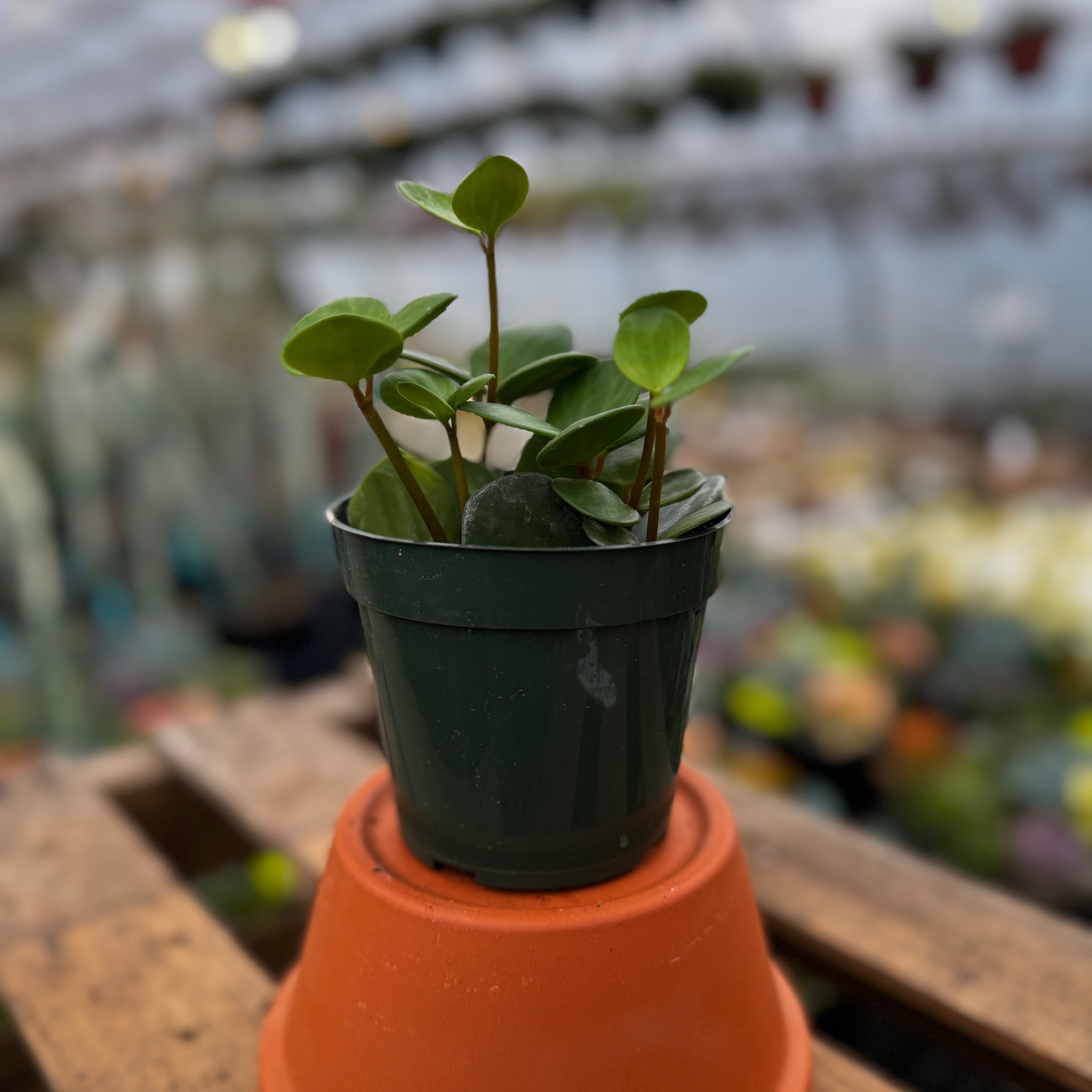 Peperomia Hope