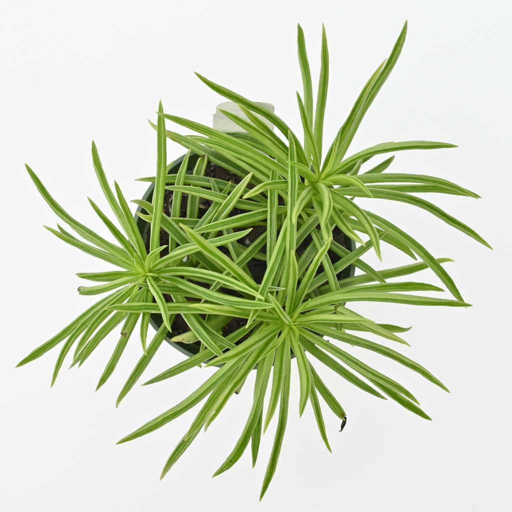 Happy Bean Plant | Peperomia ferreyrae