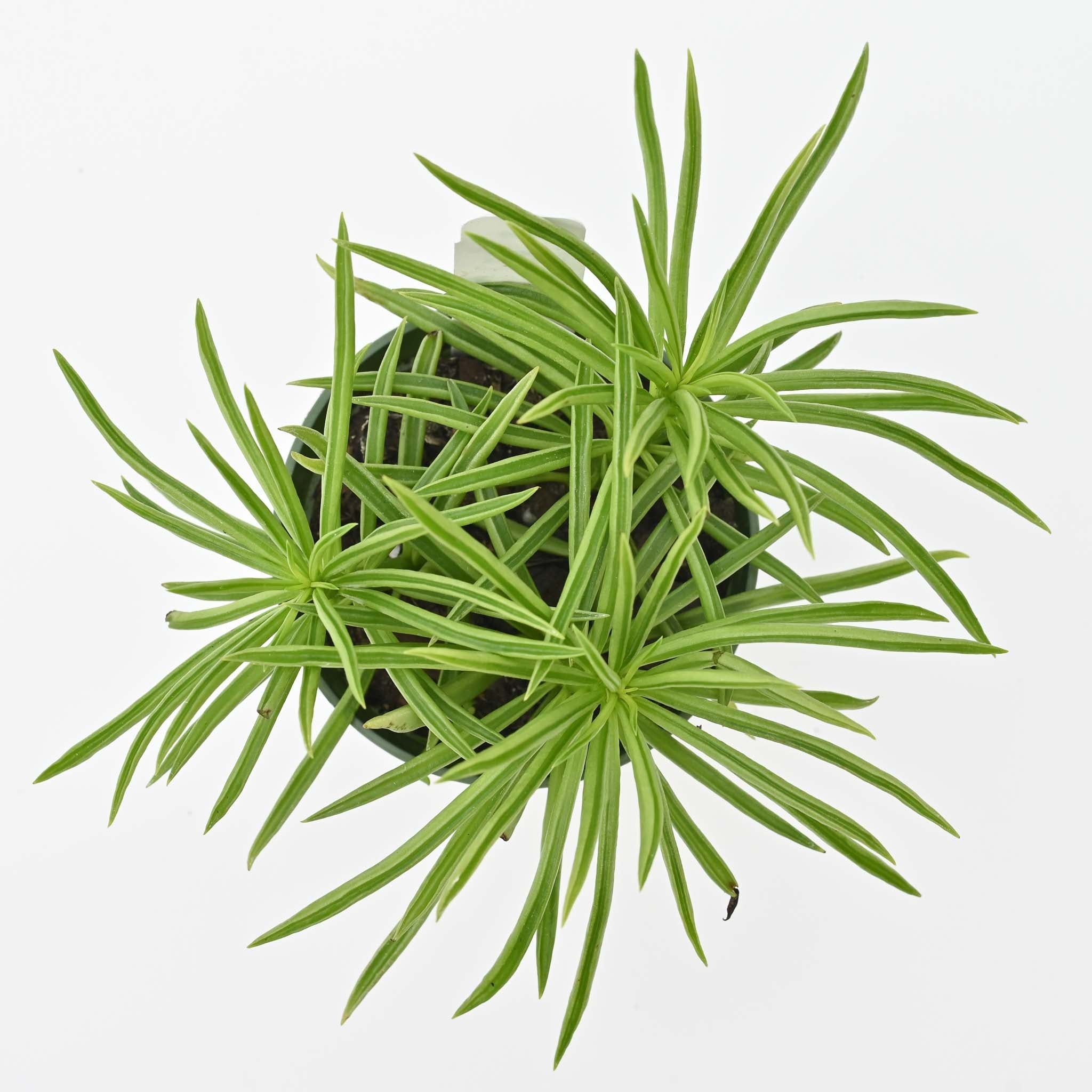 Happy Bean Plant | Peperomia ferreyrae