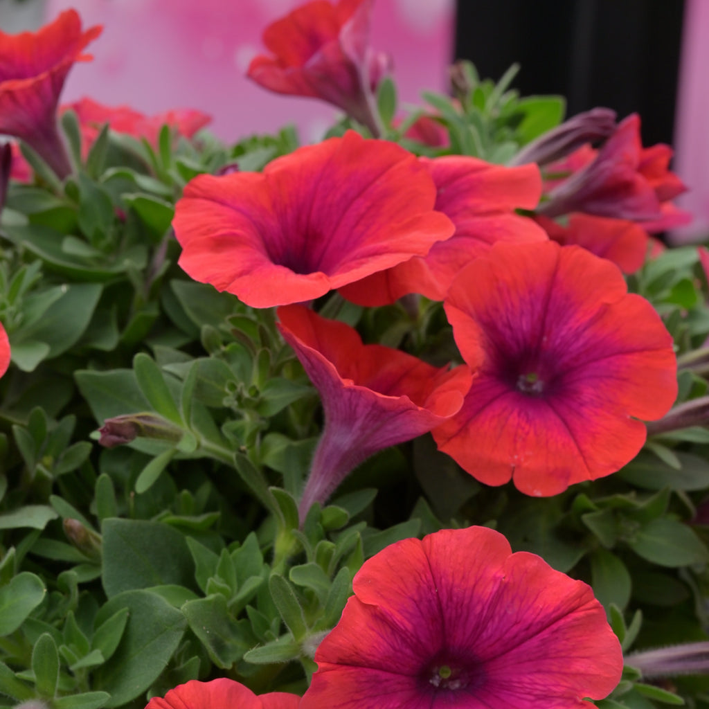 Petunia Inferno 'Metallic Orange'