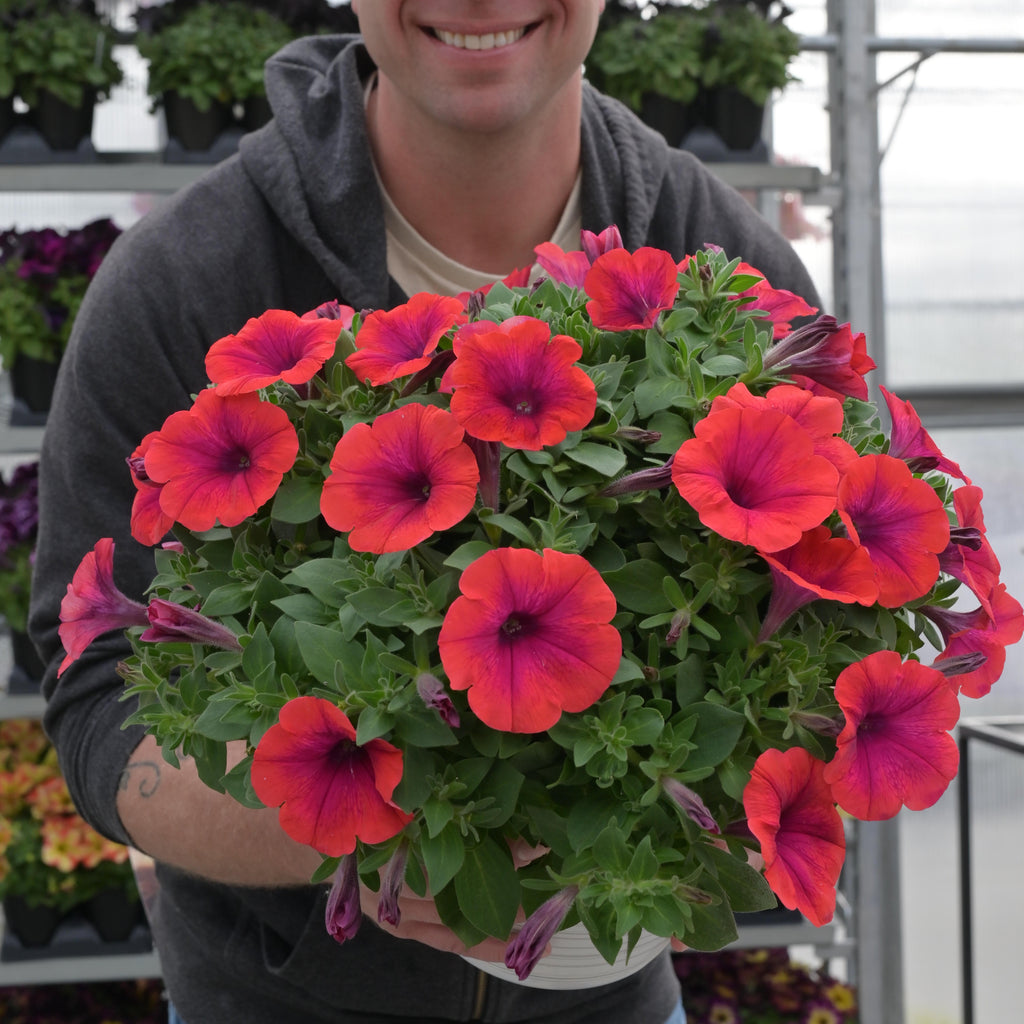 Petunia Inferno 'Metallic Orange'