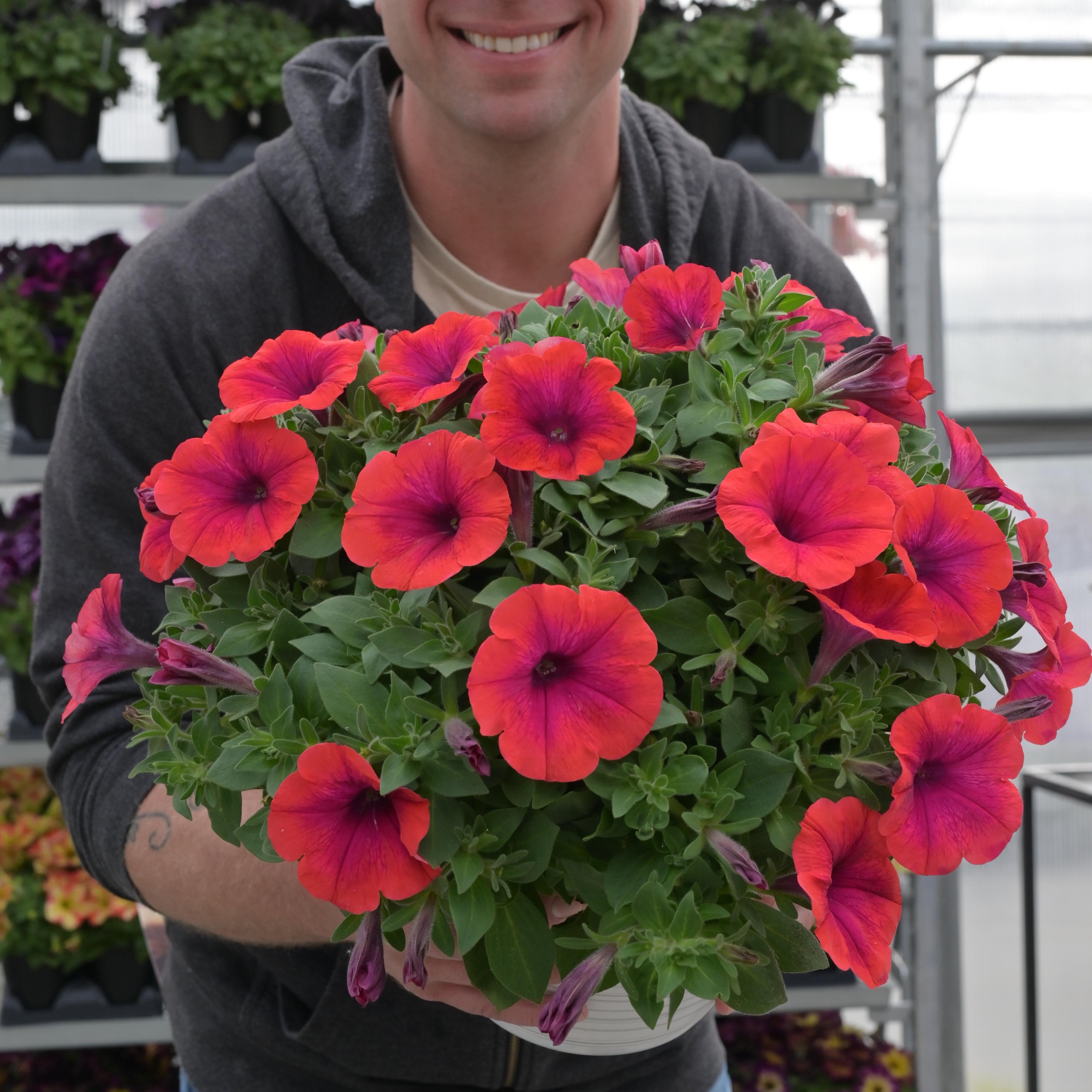Petunia Inferno 'Metallic Orange'